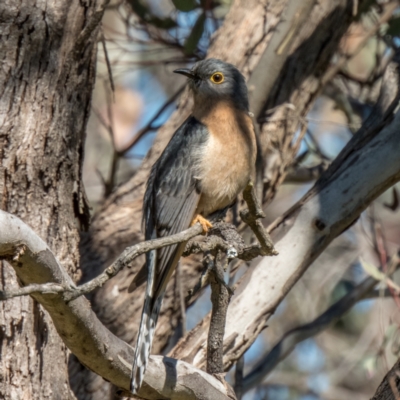 Cacomantis flabelliformis (Fan-tailed Cuckoo) at Mulligans Flat - 17 Sep 2021 by C_mperman