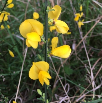 Cytisus scoparius subsp. scoparius (Scotch Broom, Broom, English Broom) at ANBG South Annex - 17 Sep 2021 by RWPurdie