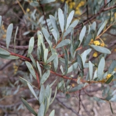 Acacia buxifolia subsp. buxifolia (Box-leaf Wattle) at Beechworth Historic Park - 17 Sep 2021 by Darcy