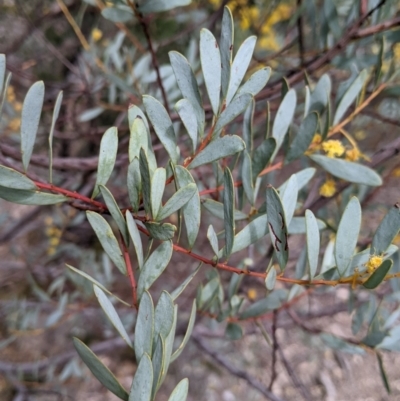 Acacia buxifolia subsp. buxifolia (Box-leaf Wattle) at Beechworth, VIC - 17 Sep 2021 by Darcy