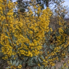 Acacia buxifolia subsp. buxifolia at Beechworth, VIC - 17 Sep 2021 11:32 AM