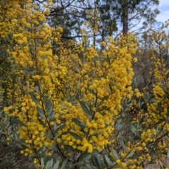 Acacia buxifolia subsp. buxifolia at Beechworth, VIC - 17 Sep 2021