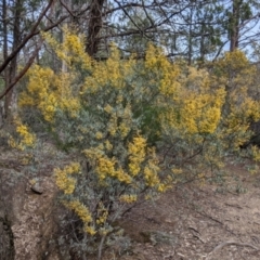 Acacia buxifolia subsp. buxifolia at Beechworth, VIC - 17 Sep 2021 11:32 AM