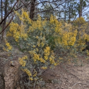 Acacia buxifolia subsp. buxifolia at Beechworth, VIC - 17 Sep 2021