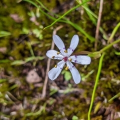 Wurmbea dioica subsp. dioica (Early Nancy) at Beechworth, VIC - 17 Sep 2021 by Darcy