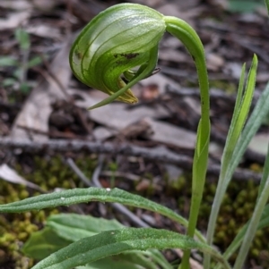 Pterostylis nutans at Beechworth, VIC - 17 Sep 2021