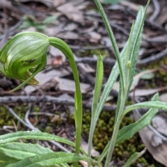 Pterostylis nutans at Beechworth, VIC - 17 Sep 2021