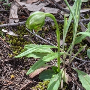 Pterostylis nutans at Beechworth, VIC - 17 Sep 2021