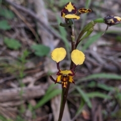 Diuris pardina (Leopard Doubletail) at Beechworth, VIC - 17 Sep 2021 by Darcy