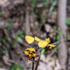 Diuris pardina at Beechworth, VIC - suppressed