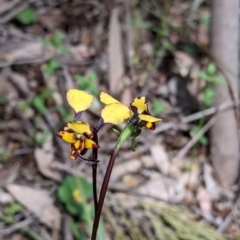 Diuris pardina at Beechworth, VIC - suppressed