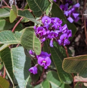 Hardenbergia violacea at Beechworth, VIC - 17 Sep 2021 11:45 AM