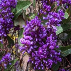 Hardenbergia violacea at Beechworth, VIC - 17 Sep 2021 11:45 AM