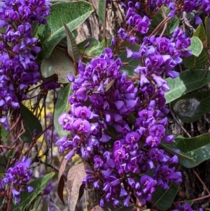 Hardenbergia violacea at Beechworth, VIC - 17 Sep 2021 11:45 AM