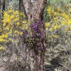 Hardenbergia violacea at Beechworth, VIC - 17 Sep 2021 11:45 AM