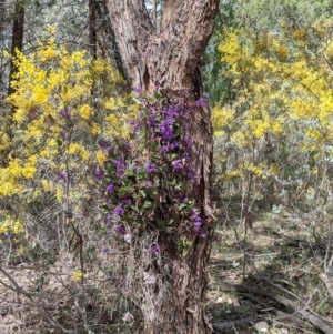 Hardenbergia violacea at Beechworth, VIC - 17 Sep 2021 11:45 AM