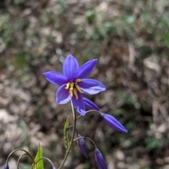 Stypandra glauca (Nodding Blue Lily) at Beechworth Historic Park - 17 Sep 2021 by Darcy