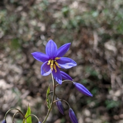 Stypandra glauca (Nodding Blue Lily) at Beechworth, VIC - 17 Sep 2021 by Darcy