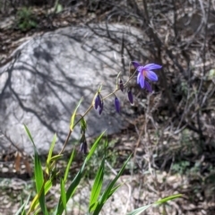 Stypandra glauca at Beechworth, VIC - 17 Sep 2021