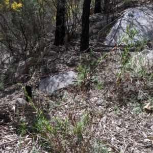 Stypandra glauca at Beechworth, VIC - 17 Sep 2021