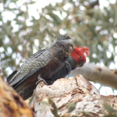 Callocephalon fimbriatum (Gang-gang Cockatoo) at Aranda, ACT - 17 Sep 2021 by Amy