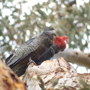 Callocephalon fimbriatum at Aranda, ACT - 17 Sep 2021