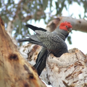 Callocephalon fimbriatum at Aranda, ACT - 17 Sep 2021