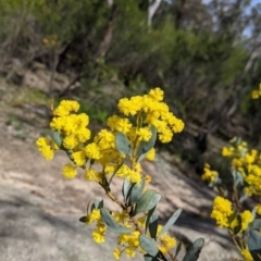 Acacia buxifolia subsp. buxifolia (Box-leaf Wattle) at Beechworth, VIC - 17 Sep 2021 by Darcy