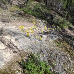 Acacia buxifolia subsp. buxifolia at Beechworth, VIC - 17 Sep 2021 11:55 AM