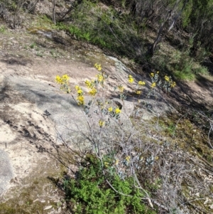 Acacia buxifolia subsp. buxifolia at Beechworth, VIC - 17 Sep 2021