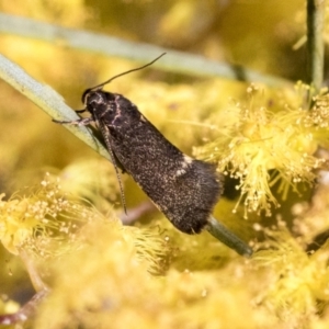 Leistomorpha brontoscopa at Higgins, ACT - 14 Sep 2021