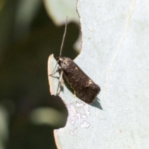 Leistomorpha brontoscopa at Higgins, ACT - 14 Sep 2021