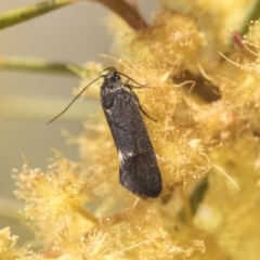 Leistomorpha brontoscopa at Higgins, ACT - 14 Sep 2021