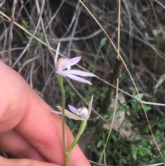 Caladenia carnea (Pink Fingers) at Molonglo Valley, ACT - 17 Sep 2021 by Ned_Johnston
