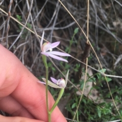 Caladenia carnea (Pink Fingers) at Point 5204 - 17 Sep 2021 by NedJohnston