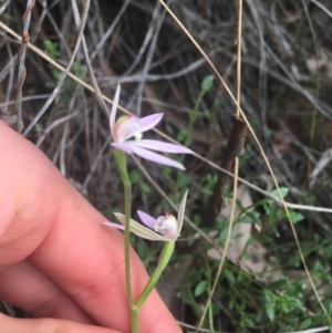 Caladenia carnea at Point 5204 - 17 Sep 2021