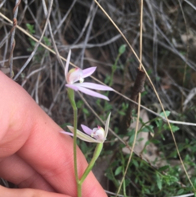 Caladenia carnea (Pink Fingers) at Black Mountain - 17 Sep 2021 by Ned_Johnston