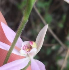 Caladenia carnea at Point 5204 - suppressed