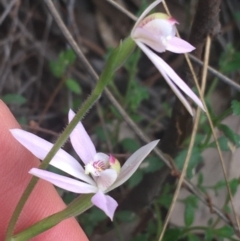 Caladenia carnea at Point 5204 - 17 Sep 2021