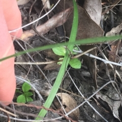 Caladenia carnea at Point 5204 - 17 Sep 2021