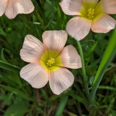 Oxalis obtusa at Beechworth Historic Park - 17 Sep 2021 by Darcy