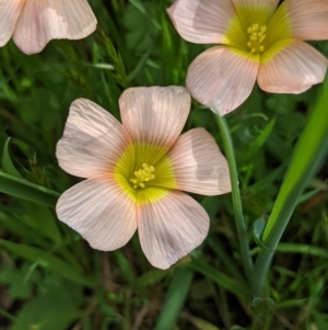 Oxalis obtusa at suppressed - 17 Sep 2021