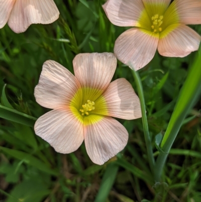 Oxalis obtusa at Beechworth Historic Park - 17 Sep 2021 by Darcy