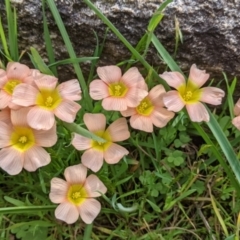Oxalis obtusa at suppressed - suppressed