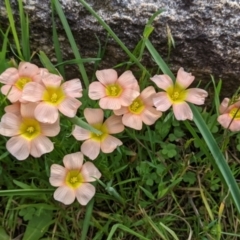 Oxalis obtusa at suppressed - suppressed