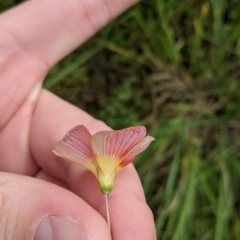 Oxalis obtusa at suppressed - suppressed