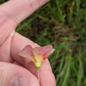Oxalis obtusa at suppressed - suppressed
