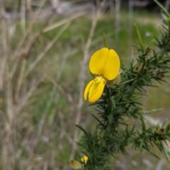 Ulex europaeus (Gorse) at Beechworth Historic Park - 17 Sep 2021 by Darcy