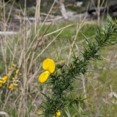 Ulex europaeus at Beechworth Historic Park - 17 Sep 2021