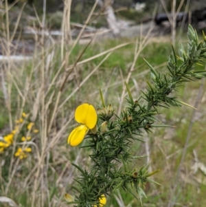 Ulex europaeus at Beechworth Historic Park - 17 Sep 2021